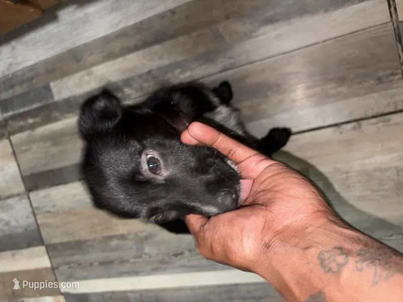 Chloe – Border Collie puppy for sale in New York, NY