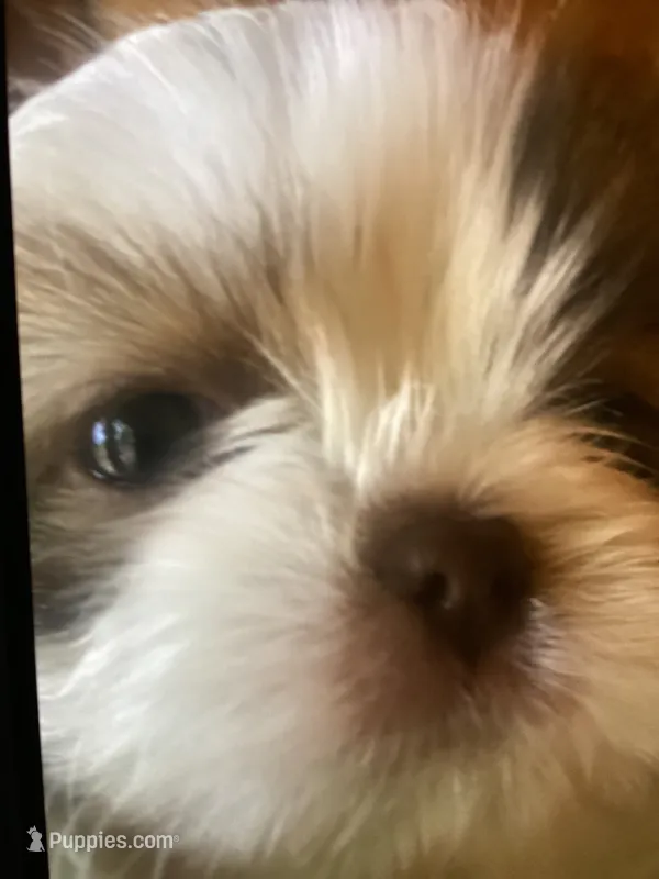 Oliver – Shih Tzu puppy for sale in Murphy, NC
