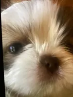 Oliver, a male Shih Tzu for sale in Murphy, NC – 1 of 9
