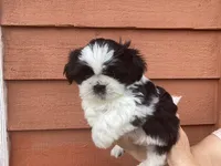 Bruno, a male Shih Tzu for sale in Murphy, NC – 3 of 5