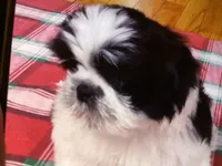 Bruno, a male Shih Tzu for sale in Murphy, NC – 2 of 5