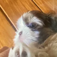 Oliver, a male Shih Tzu for sale in Murphy, NC – 6 of 9