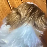 Oliver, a male Shih Tzu for sale in Murphy, NC – 5 of 9