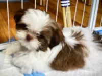 Oliver, a male Shih Tzu for sale in Murphy, NC – 3 of 9