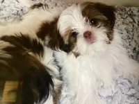 Oliver, a male Shih Tzu for sale in Murphy, NC – 2 of 9