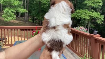 Oliver, a male Shih Tzu for sale in Murphy, NC – 8 of 9
