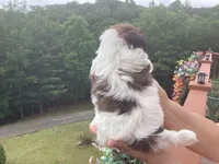 Oliver, a male Shih Tzu for sale in Murphy, NC – 9 of 9