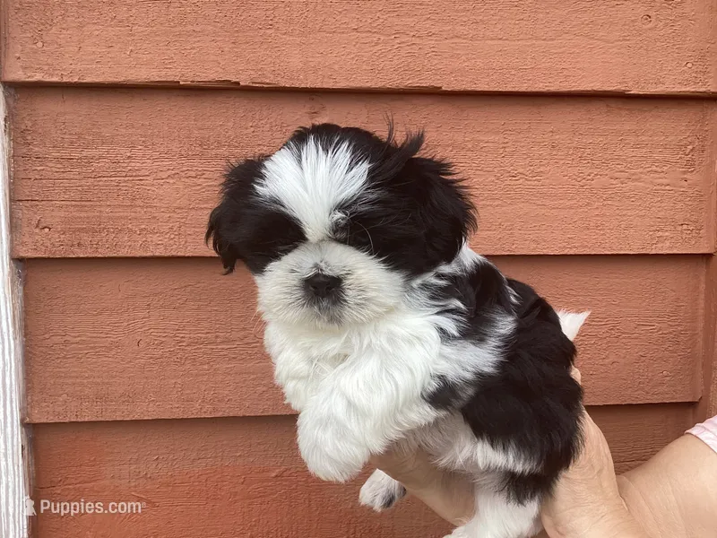 Bruno – Shih Tzu puppy for sale in Murphy, NC