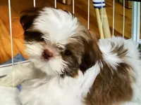 Oliver, a male Shih Tzu for sale in Murphy, NC – 4 of 9