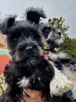 Posie Black Tiny AKC MINI SCHNAUZER, a female Miniature Schnauzer for sale in Fort Wayne, IN – 3 of 10