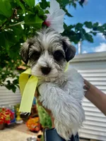 Yellow , a female Miniature Schnauzer for sale in Fort Wayne, IN – 6 of 10