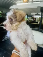 Pink, a female Miniature Schnauzer for sale in Fort Wayne, IN – 5 of 9
