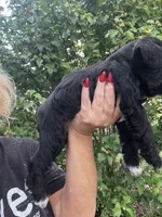 Beautiful shiny black phantomfemale mini schnauzer, a female Miniature Schnauzer for sale in Fort Wayne, IN – 5 of 7