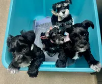 Beautiful shiny black phantomfemale mini schnauzer, a female Miniature Schnauzer for sale in Fort Wayne, IN – 4 of 7