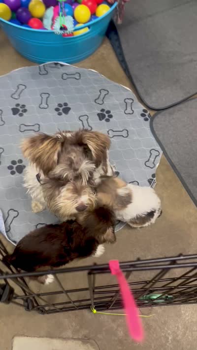 Pink, a female Miniature Schnauzer for sale in Fort Wayne, IN – 9 of 9