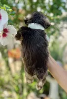 Green checked ribbon , a female Miniature Schnauzer for sale in Fort Wayne, IN – 8 of 9