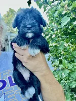 Stunning Female black/silver mini Schnauzer, a female Miniature Schnauzer for sale in Fort Wayne, IN – 8 of 10