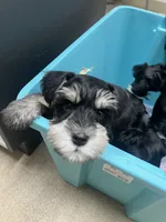 Male black/silver mini schnauzer, a male Miniature Schnauzer for sale in Fort Wayne, IN – 5 of 10