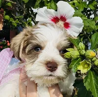 Pink, a female Miniature Schnauzer for sale in Fort Wayne, IN – 2 of 9