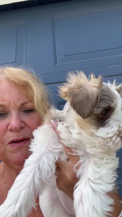 Pink~ Reduced price⬇️, a female Miniature Schnauzer for sale in Fort Wayne, IN – 10 of 10