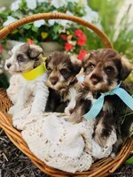 Green checked ribbon , a female Miniature Schnauzer for sale in Fort Wayne, IN – 4 of 9