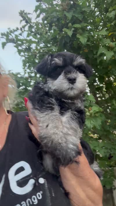 Male black/silver mini schnauzer, a male Miniature Schnauzer for sale in Fort Wayne, IN – 10 of 10