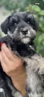 Stunning Female black/silver mini Schnauzer, a female Miniature Schnauzer for sale in Fort Wayne, IN – 2 of 10