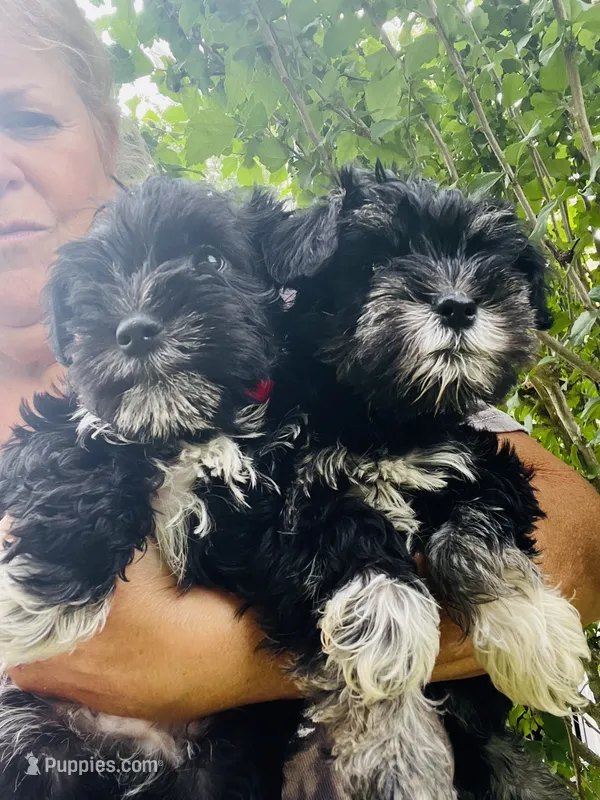 Stunning FEMALE BLACK/SILVER MINI SCHNAUZER – Miniature Schnauzer puppy for sale in Fort Wayne, IN