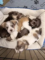 Pink, a female Miniature Schnauzer for sale in Fort Wayne, IN – 8 of 9
