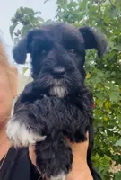 Beautiful shiny black phantomfemale mini schnauzer, a female Miniature Schnauzer for sale in Fort Wayne, IN – 1 of 7