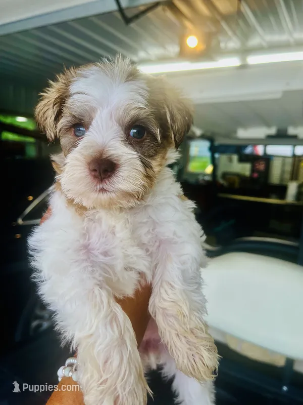 Pink – Miniature Schnauzer puppy for sale in Fort Wayne, IN