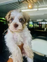 Pink, a female Miniature Schnauzer for sale in Fort Wayne, IN – 1 of 9
