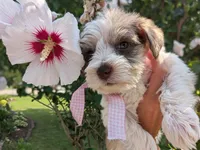 Pink, a female Miniature Schnauzer for sale in Fort Wayne, IN – 3 of 9