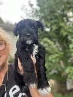 Beautiful shiny black phantomfemale mini schnauzer, a female Miniature Schnauzer for sale in Fort Wayne, IN – 2 of 7