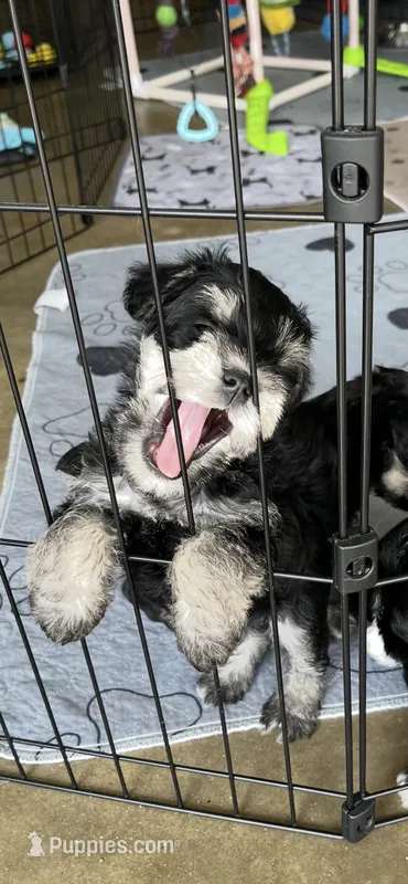 Stunning Female black/silver mini Schnauzer, a female Miniature Schnauzer for sale in Fort Wayne, IN – 1 of 10
