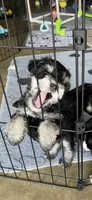 Stunning Female black/silver mini Schnauzer, a female Miniature Schnauzer for sale in Fort Wayne, IN – 1 of 10