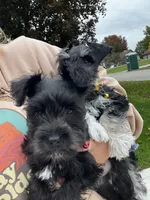 Posie Black Tiny AKC MINI SCHNAUZER, a female Miniature Schnauzer for sale in Fort Wayne, IN – 2 of 10