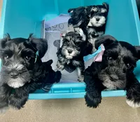 Male black/silver mini schnauzer, a male Miniature Schnauzer for sale in Fort Wayne, IN – 4 of 10
