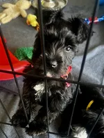 PINK AKC MINI SCHNAUZER FEMALE, a female Miniature Schnauzer for sale in Fort Wayne, IN – 10 of 10