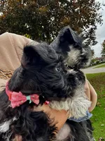 Posie Black Tiny AKC MINI SCHNAUZER, a female Miniature Schnauzer for sale in Fort Wayne, IN – 9 of 10