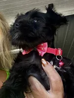 PINK AKC MINI SCHNAUZER FEMALE, a female Miniature Schnauzer for sale in Fort Wayne, IN – 4 of 10