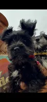 Posie Black Tiny AKC MINI SCHNAUZER, a female Miniature Schnauzer for sale in Fort Wayne, IN – 10 of 10