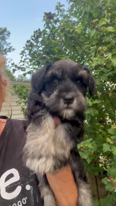 Stunning Female black/silver mini Schnauzer, a female Miniature Schnauzer for sale in Fort Wayne, IN – 10 of 10