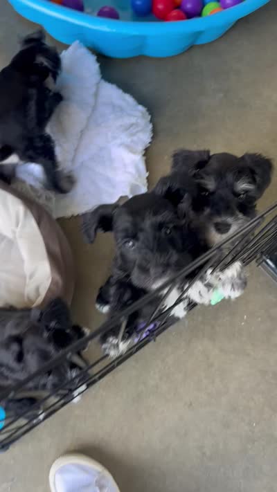Male black/silver mini schnauzer, a male Miniature Schnauzer for sale in Fort Wayne, IN – 8 of 10