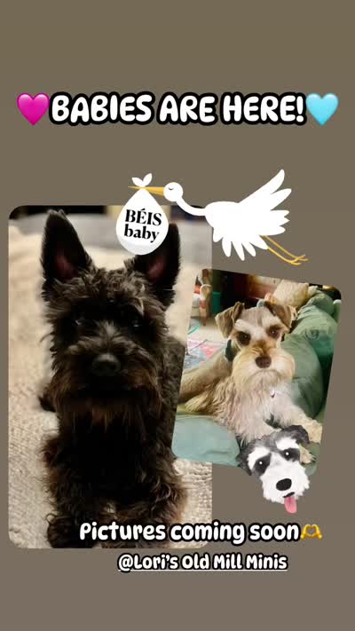 Male black/silver mini schnauzer, a male Miniature Schnauzer for sale in Fort Wayne, IN – 3 of 10