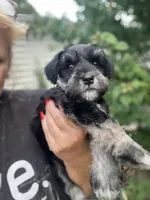 Stunning Female black/silver mini Schnauzer, a female Miniature Schnauzer for sale in Fort Wayne, IN – 4 of 10