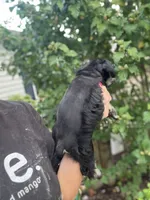 Beautiful shiny black phantomfemale mini schnauzer, a female Miniature Schnauzer for sale in Fort Wayne, IN – 6 of 7