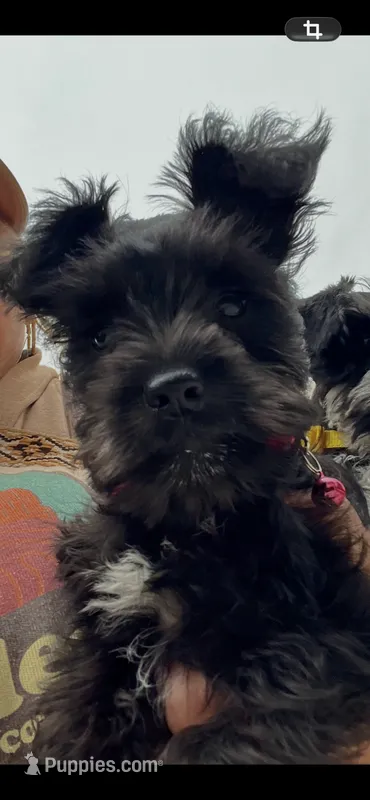 Posie Black Tiny AKC MINI SCHNAUZER – Miniature Schnauzer puppy for sale in Fort Wayne, IN