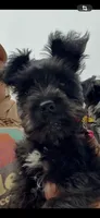 Posie Black Tiny AKC MINI SCHNAUZER, a female Miniature Schnauzer for sale in Fort Wayne, IN – 1 of 10