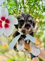 Green checked ribbon , a female Miniature Schnauzer for sale in Fort Wayne, IN – 6 of 9